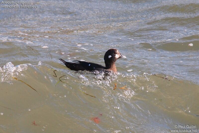 Harlequin Duck