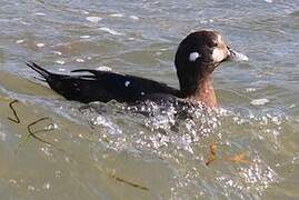 Arlequin plongeur