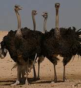 Common Ostrich