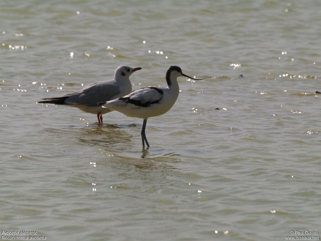 Avocette élégante