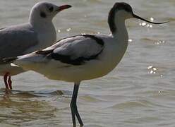 Avocette élégante