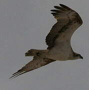 Western Osprey