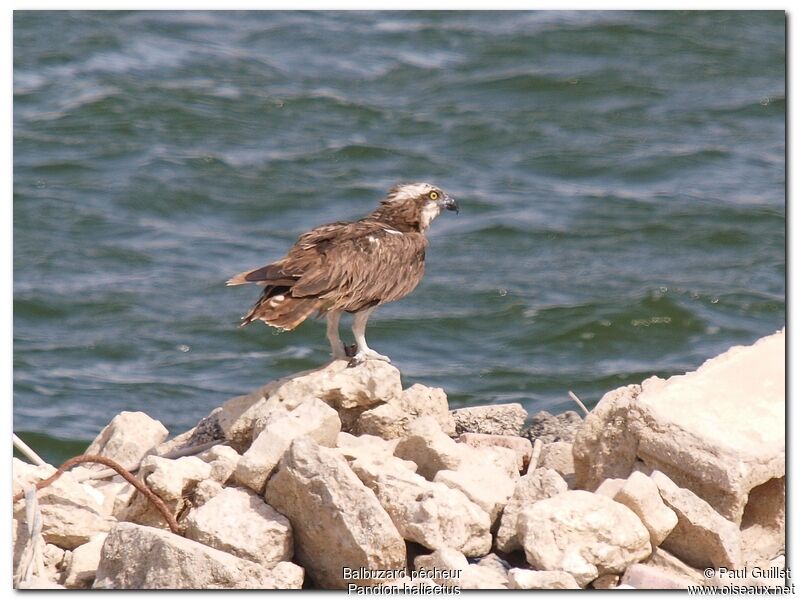 Balbuzard pêcheuradulte, identification