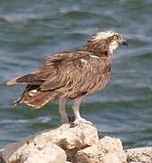 Western Osprey