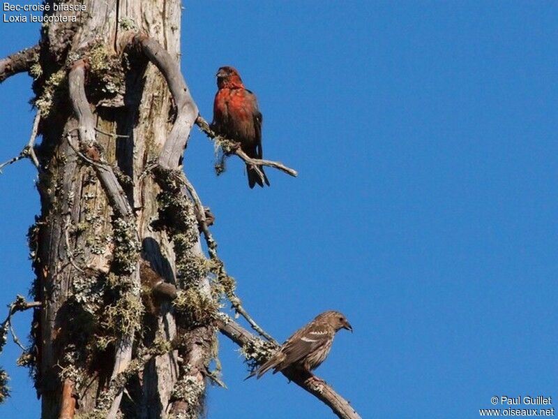 Two-barred Crossbill 
