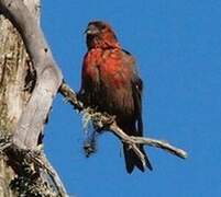 Two-barred Crossbill