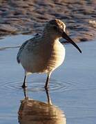 Curlew Sandpiper