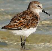 Little Stint