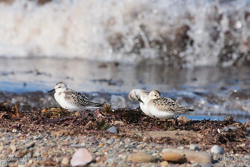 Sanderling