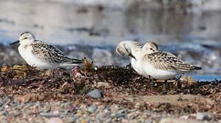 Sanderling