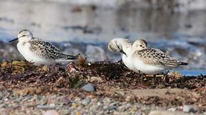 Bécasseau sanderling