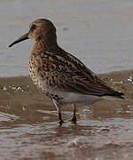 Dunlin