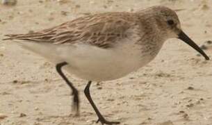 Dunlin