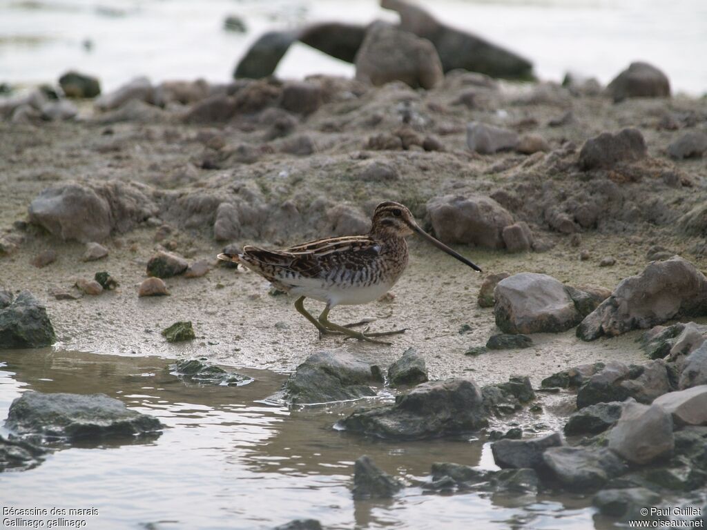 Common Snipe