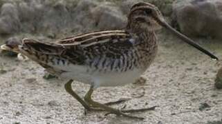 Common Snipe