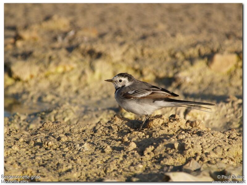 White Wagtailjuvenile