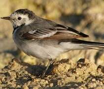 White Wagtail