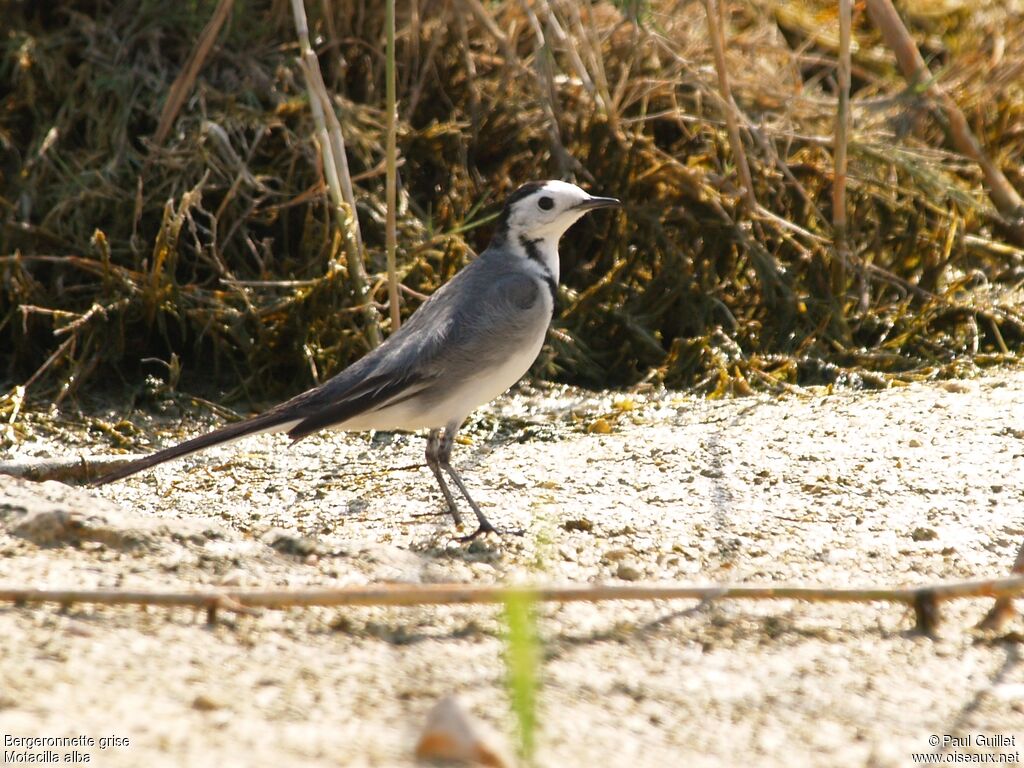 White Wagtail