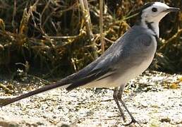 White Wagtail