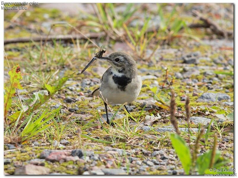 White Wagtail