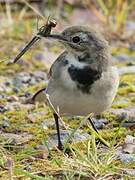 White Wagtail