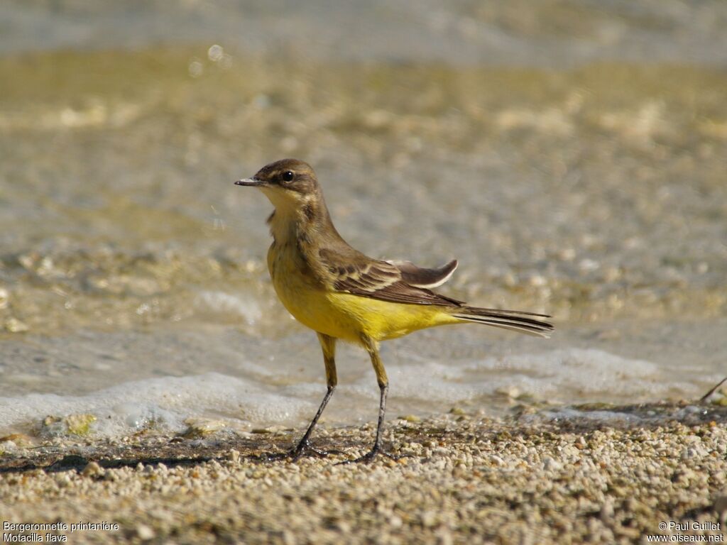 Western Yellow Wagtail