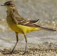 Western Yellow Wagtail