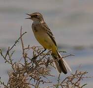 Western Yellow Wagtail