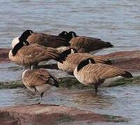 Canada Goose