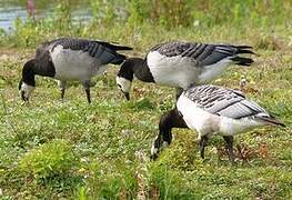 Barnacle Goose