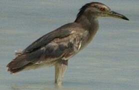 Black-crowned Night Heron