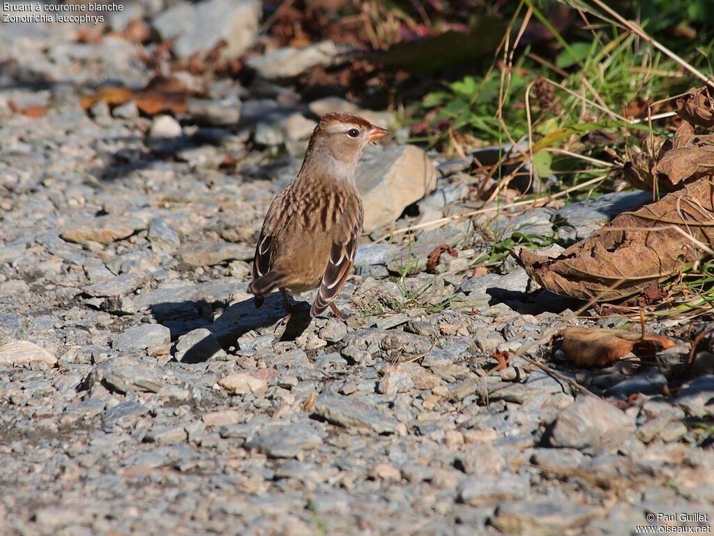 Bruant à couronne blanchejuvénile