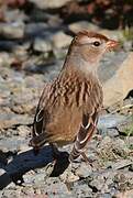 White-crowned Sparrow