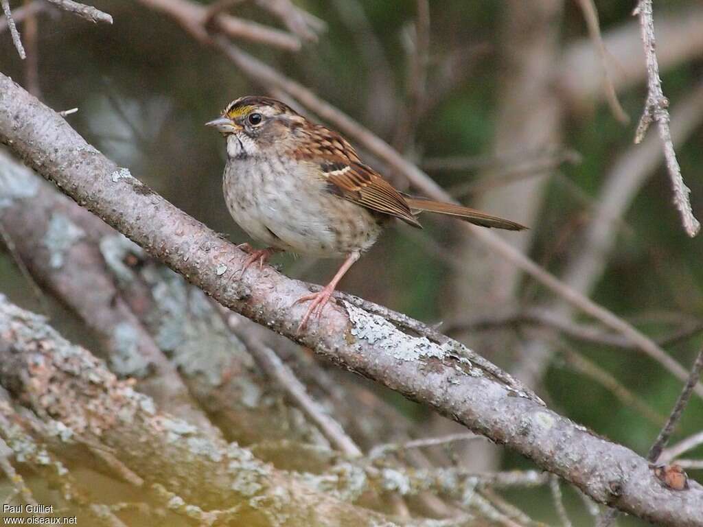 White-throated Sparrowadult transition, identification