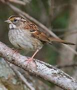 White-throated Sparrow