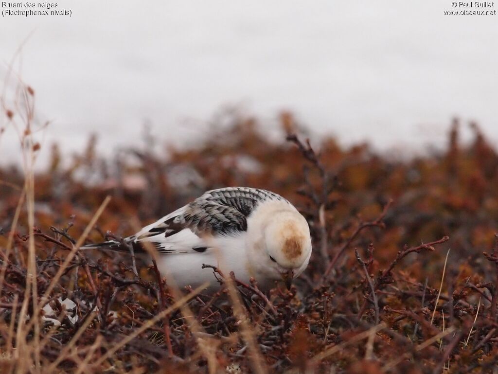 Snow Bunting