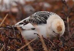 Snow Bunting