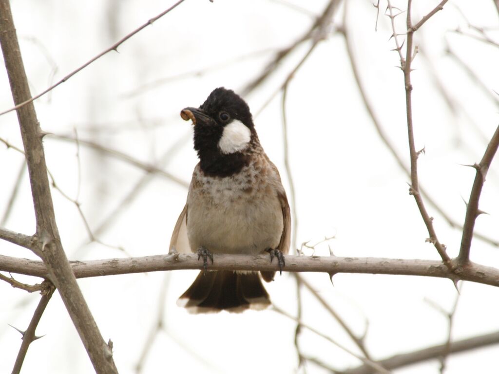 Bulbul à oreillons blancs