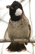 White-eared Bulbul