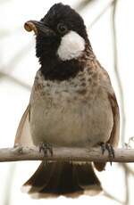 Bulbul à oreillons blancs