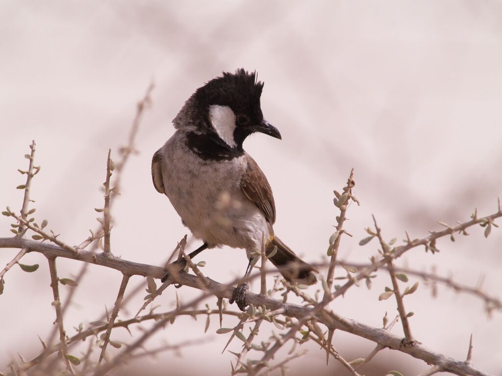 Bulbul à oreillons blancs