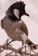 Bulbul à oreillons blancs