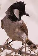 Bulbul à oreillons blancs