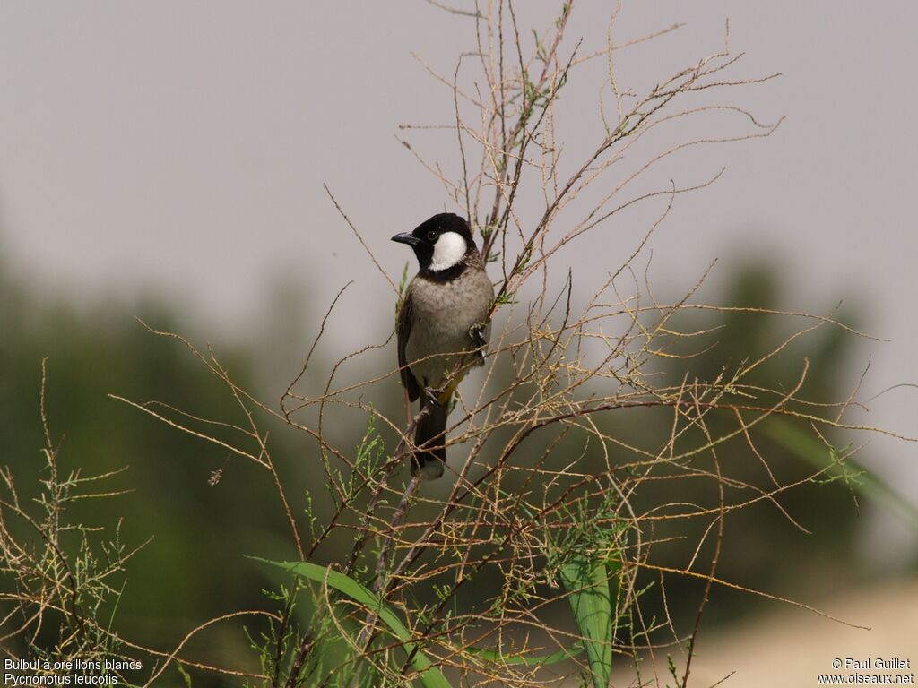 White-eared Bulbul