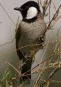 Bulbul à oreillons blancs