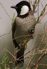 Bulbul à oreillons blancs