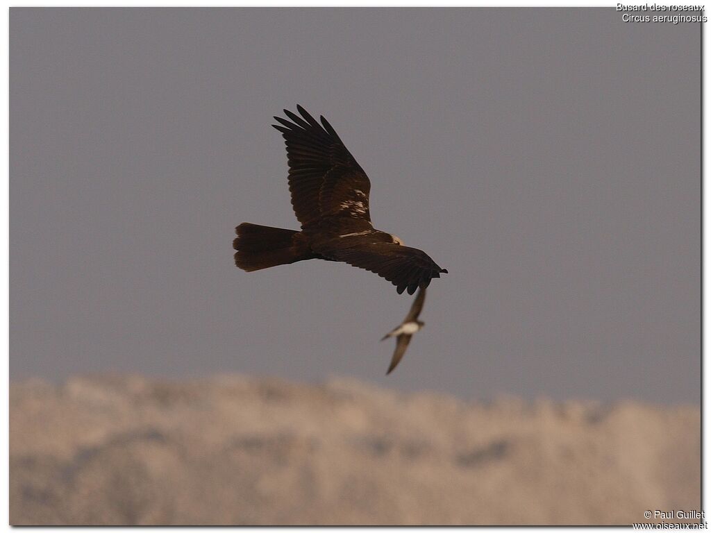 Western Marsh Harrier