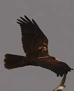 Western Marsh Harrier