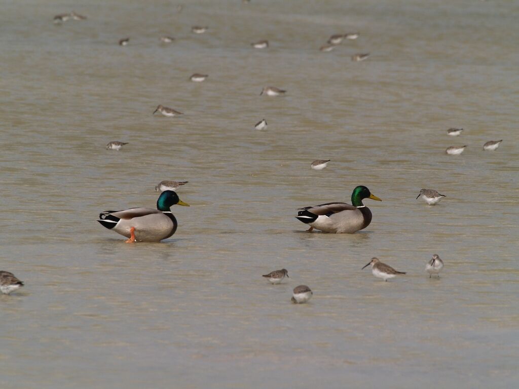 Canard colvert