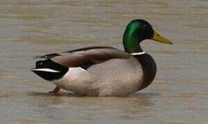 Mallard